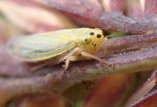 Réf. 325 401 : Cicadula (persimilis-quadrinotata)